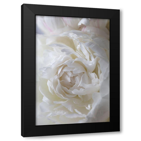 Peony_14 Black Modern Wood Framed Art Print with Double Matting by 1x Studio III