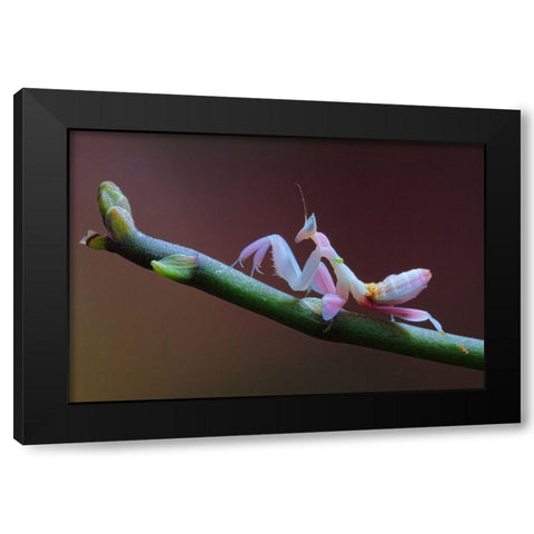 Walking Flower Black Modern Wood Framed Art Print with Double Matting by Hoffman, Jimmy