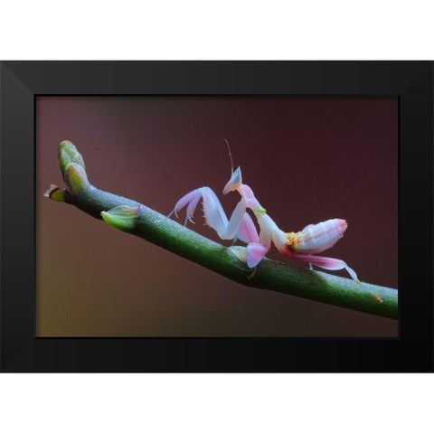 Walking Flower Black Modern Wood Framed Art Print by Hoffman, Jimmy