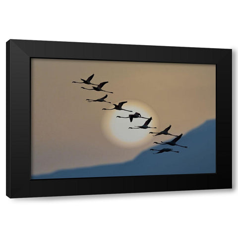 Flamingos At Sunrise Black Modern Wood Framed Art Print by Bar Or, Eyal