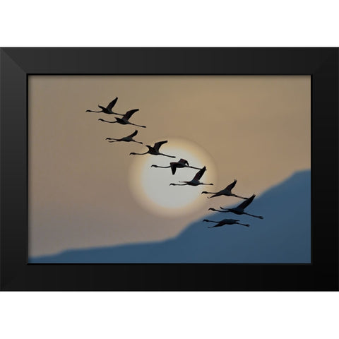 Flamingos At Sunrise Black Modern Wood Framed Art Print by Bar Or, Eyal