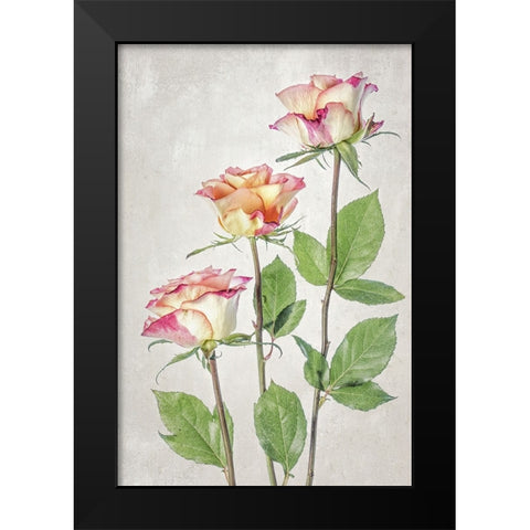 Roses Black Modern Wood Framed Art Print by Disher, Mandy