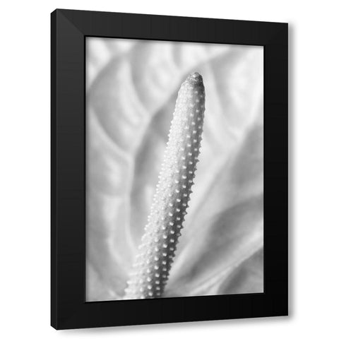 Flammingo Flower Black Modern Wood Framed Art Print with Double Matting by 1x Studio III