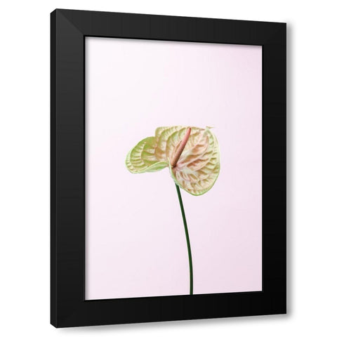 Flammingo Flower Black Modern Wood Framed Art Print with Double Matting by 1x Studio III