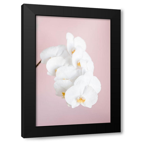 Orchid_2 Black Modern Wood Framed Art Print with Double Matting by 1x Studio III
