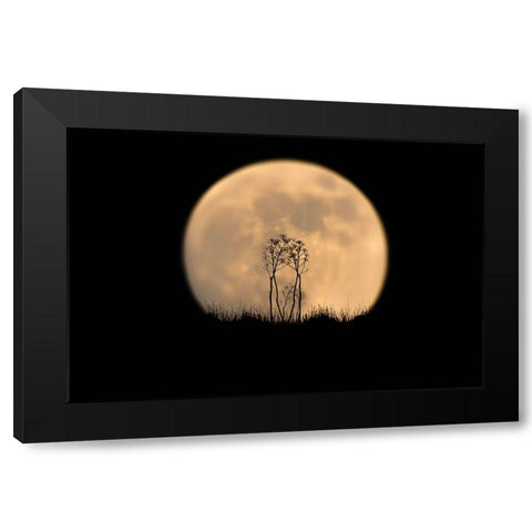 Look at the moon! Black Modern Wood Framed Art Print by Bar Or, Eyal