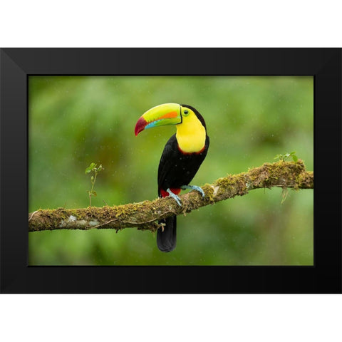 Keel-Billed Toucan Black Modern Wood Framed Art Print by Zygmunt, Milan