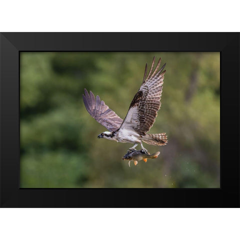 Osprey With Catch Black Modern Wood Framed Art Print by Luo, Donald