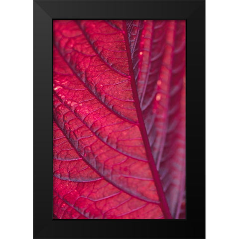 Red Leaf Black Modern Wood Framed Art Print by 1x Studio III