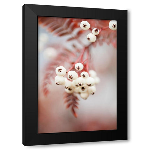Berries on a twig Black Modern Wood Framed Art Print by 1x Studio III