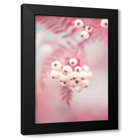 Berries on a twig No2 Black Modern Wood Framed Art Print with Double Matting by 1x Studio III