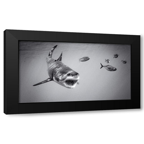 Chase Game With Great White Black Modern Wood Framed Art Print by Rebro, Marcel