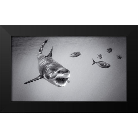 Chase Game With Great White Black Modern Wood Framed Art Print by Rebro, Marcel