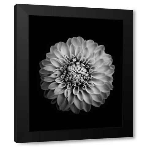 Marigold Black Modern Wood Framed Art Print by Zhao, Alex