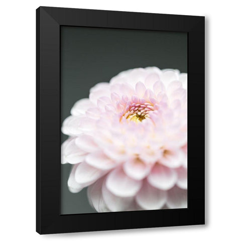 Pink Flower No1 Black Modern Wood Framed Art Print with Double Matting by 1x Studio III