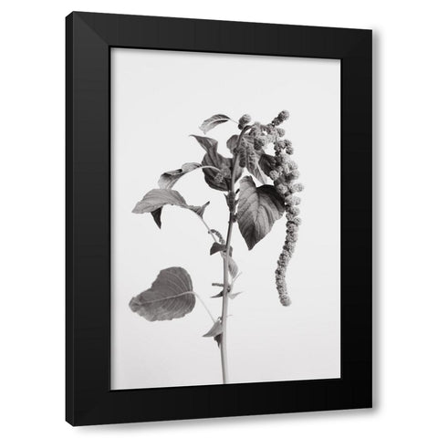 Grey Plant Black Modern Wood Framed Art Print with Double Matting by 1x Studio III