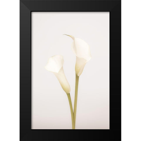 White Calla Lily No 1 Black Modern Wood Framed Art Print by 1x Studio III