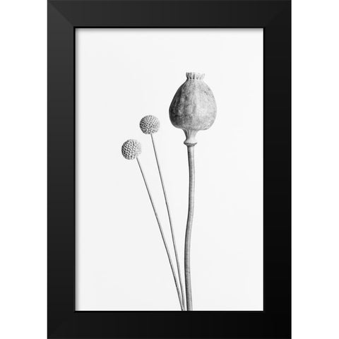 Poppy Seed Capsule Black and White Black Modern Wood Framed Art Print by 1x Studio III