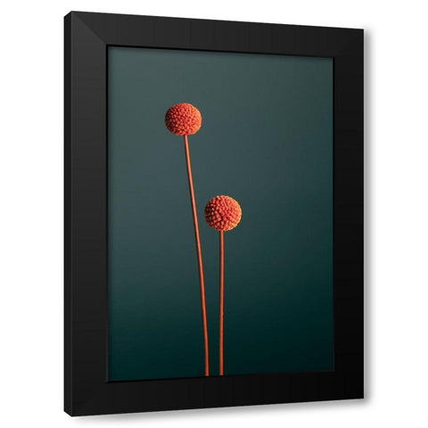Orange Seed Capsules Black Modern Wood Framed Art Print with Double Matting by 1x Studio III