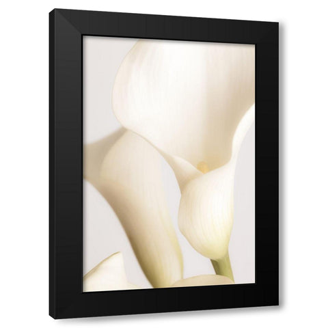 White Calla Lily No 2 Black Modern Wood Framed Art Print with Double Matting by 1x Studio III