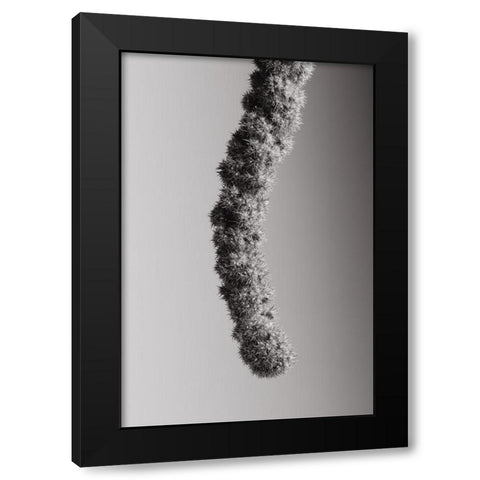 Seed Capsule Black and White Black Modern Wood Framed Art Print with Double Matting by 1x Studio III