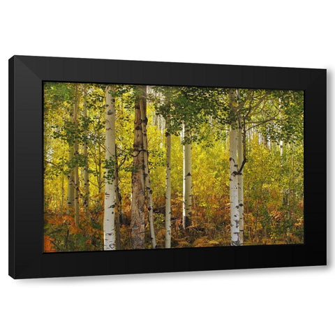 Fall Aspens Black Modern Wood Framed Art Print with Double Matting by J. Douglas, Larry