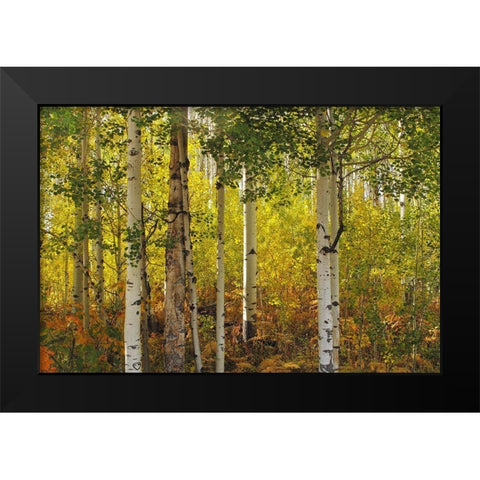 Fall Aspens Black Modern Wood Framed Art Print by J. Douglas, Larry