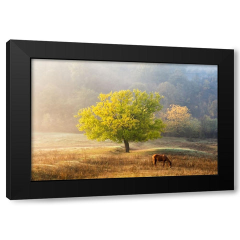 Tree Of Life Black Modern Wood Framed Art Print with Double Matting by Prioteasa, Sebastian