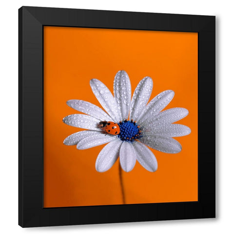 Ladybug Black Modern Wood Framed Art Print with Double Matting by Naoui, Boutaiba