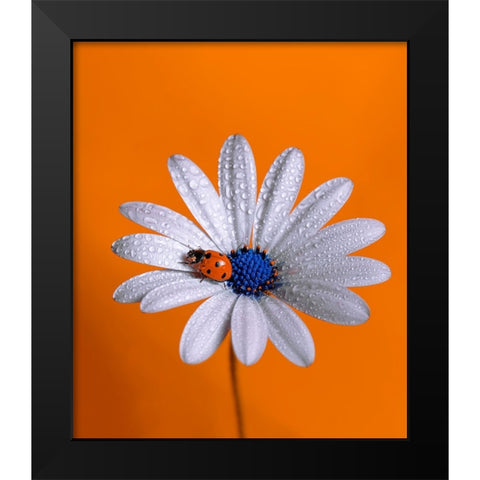 Ladybug Black Modern Wood Framed Art Print by Naoui, Boutaiba