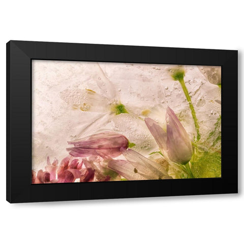 Glacial Rose Black Modern Wood Framed Art Print by Satriani, Giuseppe