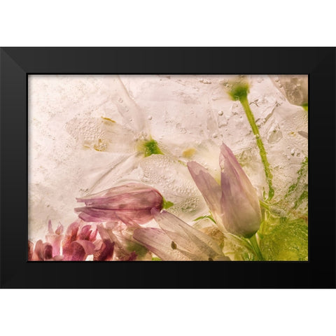 Glacial Rose Black Modern Wood Framed Art Print by Satriani, Giuseppe