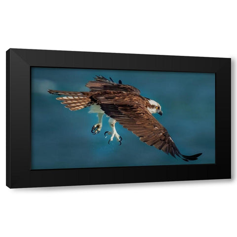 Osprey In Action Black Modern Wood Framed Art Print with Double Matting by Xiao, Hanping