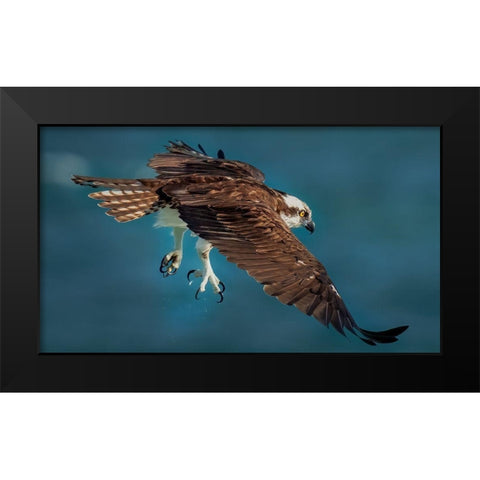 Osprey In Action Black Modern Wood Framed Art Print by Xiao, Hanping