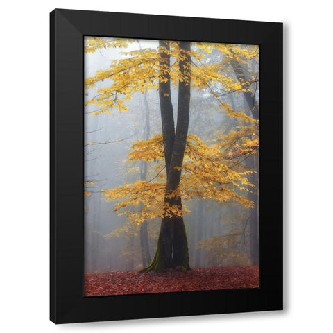 Loving trees Black Modern Wood Framed Art Print by Hafezi, Shahram