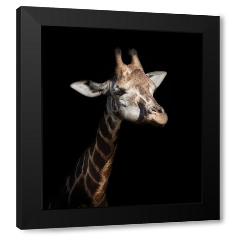 Giraffe in low key Black Modern Wood Framed Art Print with Double Matting by Garcia, Helena