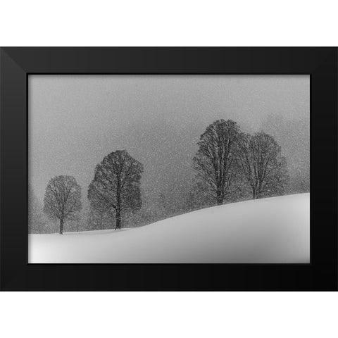 Snow White Black Modern Wood Framed Art Print by Dauer, Andy