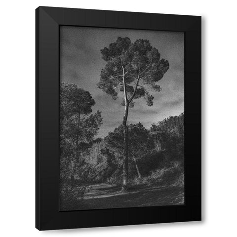 Arbores Black Modern Wood Framed Art Print with Double Matting by Aston, Pepa