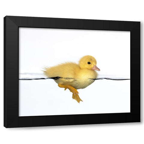 Patito amarillo Black Modern Wood Framed Art Print with Double Matting by Isarpl