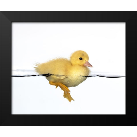 Patito amarillo Black Modern Wood Framed Art Print by Isarpl