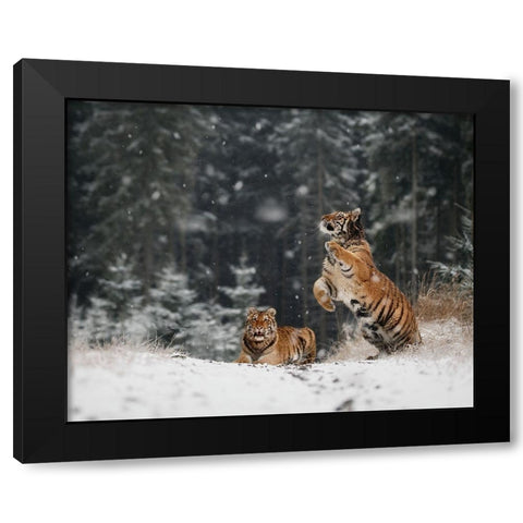 It Is Snowing Black Modern Wood Framed Art Print with Double Matting by Firesova, Michaela