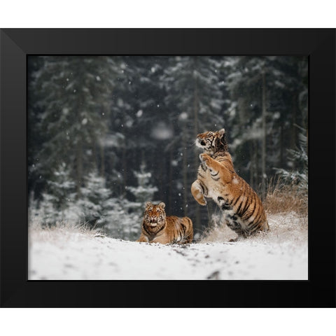 It Is Snowing Black Modern Wood Framed Art Print by Firesova, Michaela