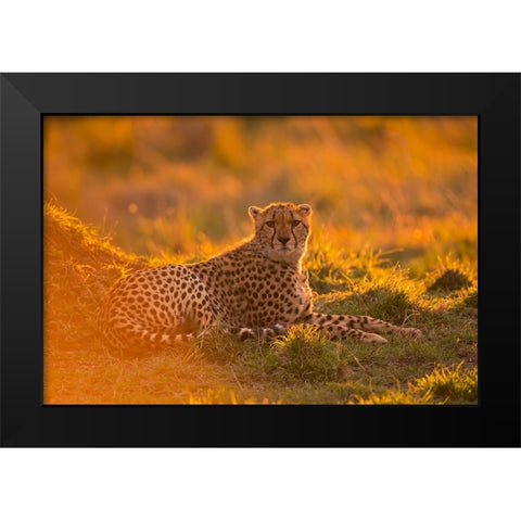 Into the golden light Black Modern Wood Framed Art Print by Pozzi, Marco