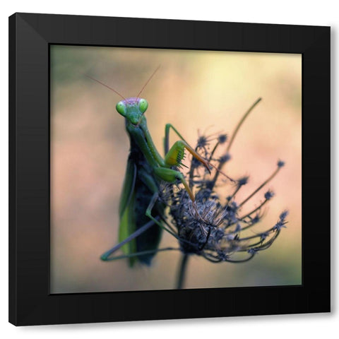 Praying Mantis Black Modern Wood Framed Art Print by Hoffman, Jimmy