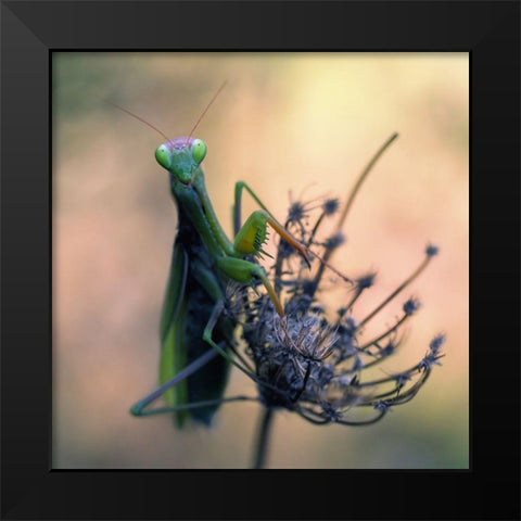 Praying Mantis Black Modern Wood Framed Art Print by Hoffman, Jimmy