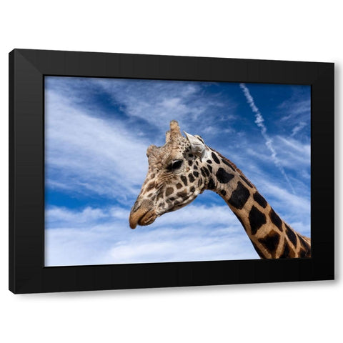 Head in the clouds Black Modern Wood Framed Art Print with Double Matting by Lehneman, Dave