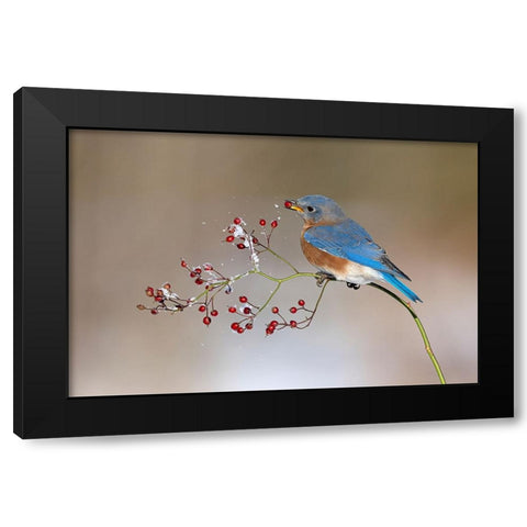 Blue bird in winter Black Modern Wood Framed Art Print with Double Matting by Chen, Jia