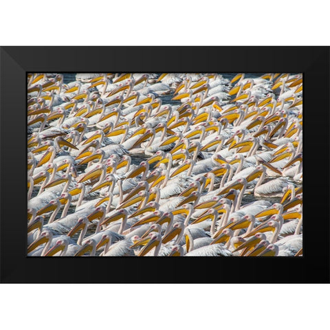 Pelican Parade Black Modern Wood Framed Art Print by Rublina, Natalia
