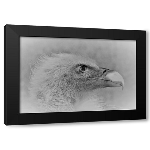 Bald Eagle Black Modern Wood Framed Art Print by Andreescu, Cristian