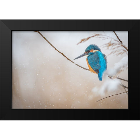 Common kingfisher Black Modern Wood Framed Art Print by Vasilev, Yordan
